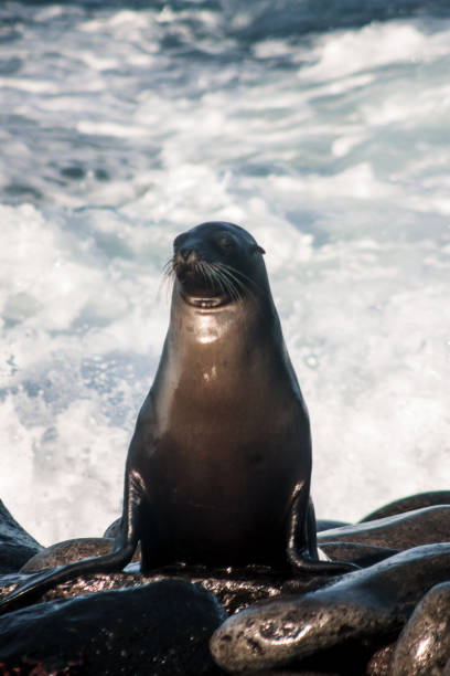 istock Majestic Sea Lion Amidst Ocean Waves 2164536447