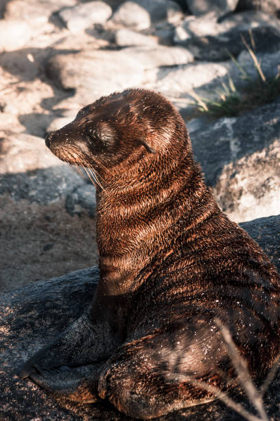 istock Serene Sea Lion on Galapagos Shores 2164536459