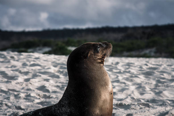 istock Majestic Galapagos Sea Lion in Profile 2164536967