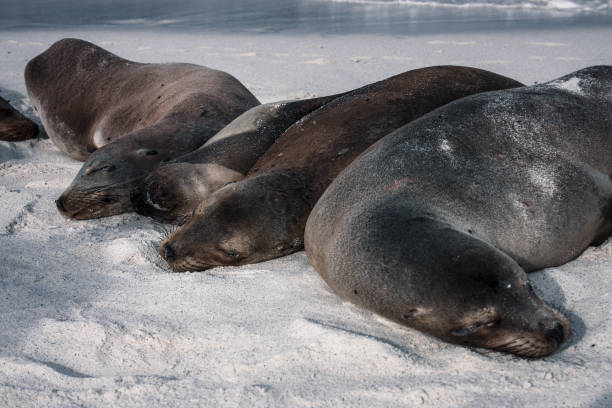 istock Galapagos Sea Lions in Perfect Harmony 2164537023