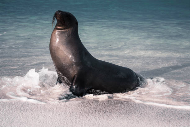 istock Majestic Sea Lion in Galapagos Waves 2164537144