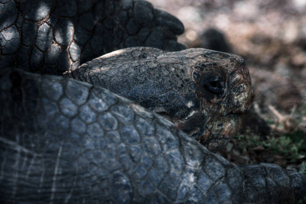 istock Galapagos Tortoise Closeup Portrait 2164538550