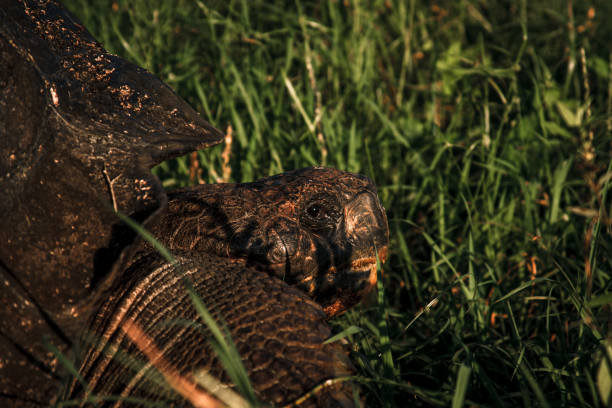 istock Galapagos Tortoise Grazing in Sunlit Meadow 2164539236