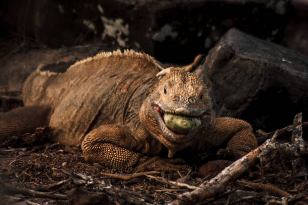 istock Galapagos Iguana Feeding on Cactus 2164539322