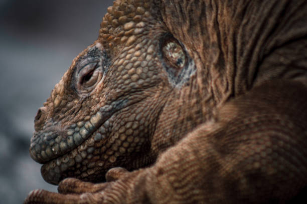 Intimate close-up of a Galapagos iguana, highlighting the intricate textures and details of its skin, set against a soft, blurred background.