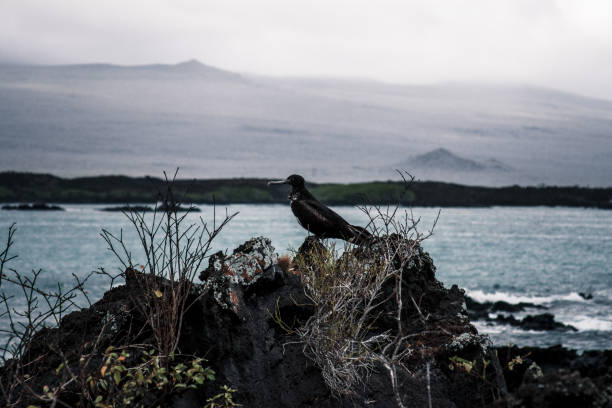 A Galapagos frigatebird perched on a rocky shore with a dramatic backdrop of ocean and distant volcanic landscape, highlighting the island's rugged beauty.