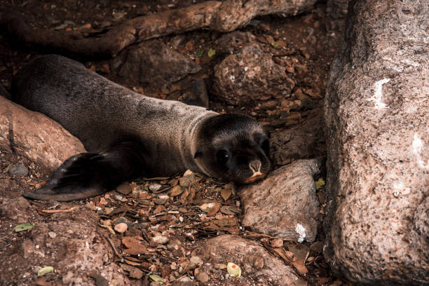 istock Resting Galapagos Sea Lion Pup on Rocky Terrain 2164540780