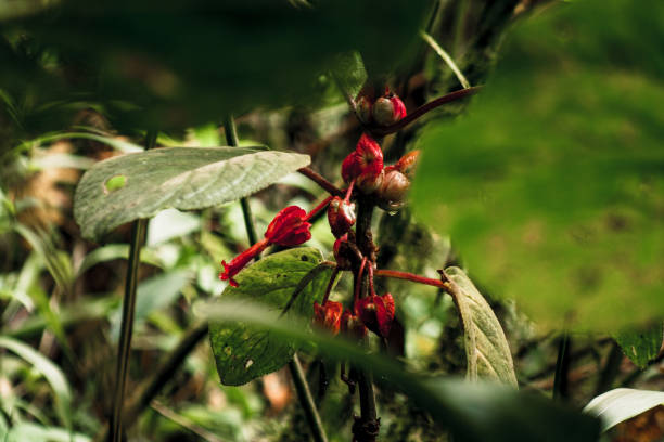A close-up shot of vivid red flowers peeking through the dense foliage in Buenaventura Tropical Reserve, Ecuador, capturing the essence of wild beauty.