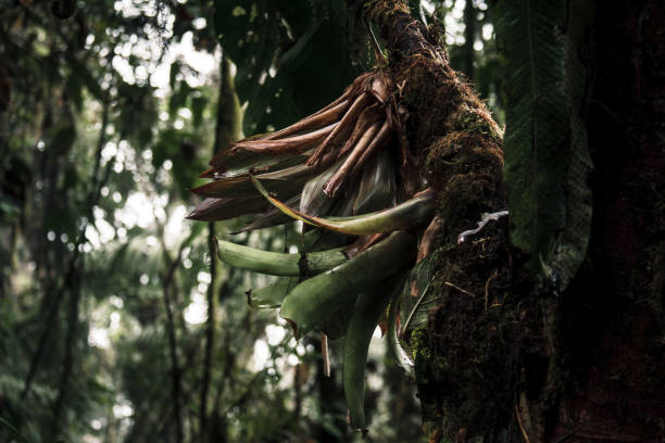A striking epiphyte growing on a tree trunk in the dense rainforest of Buenaventura Tropical Reserve, Ecuador, illustrating the unique biodiversity of the region.