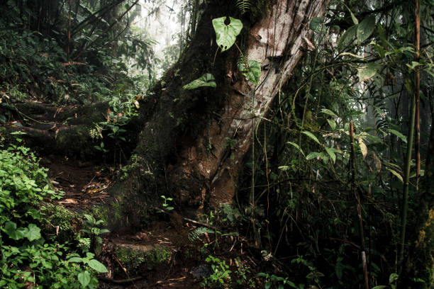 istock Ancient Tree in Misty Ecuadorian Rainforest 2164541251