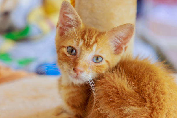 istock Golden red fluffy kitten looks forward to a comfortable home environment 2164542171