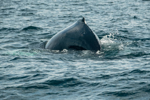 istock Majestic Humpback Whale Emerging from Ocean Depths. 2164544437