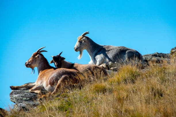 Wild goat at Mirador Es Colomer viewpoint, Formentor, Mallorca, Balearic Islands, Spain