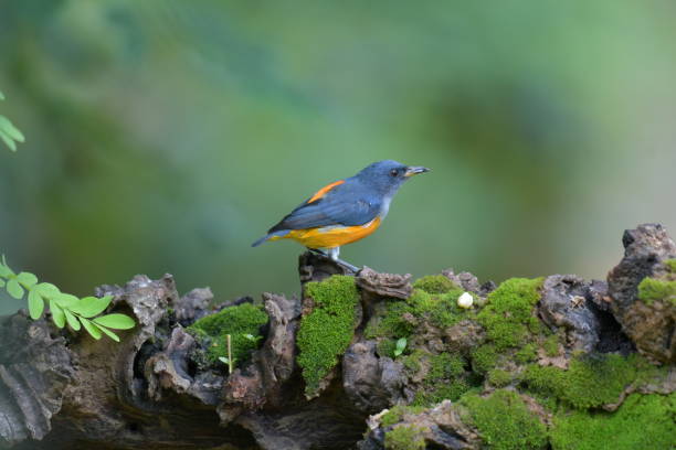 istock Orange-bellied Flowerpecker 2164550715