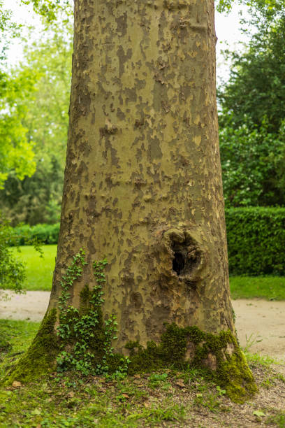 istock Tree Trunk with Moss and Ivy in Park 2164551152