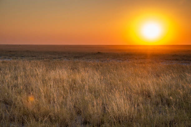 istock The Makgadikgadi Pan, Botswana, Africa 2164559107