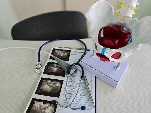 istock Detailed Medical Study Setup Featuring Pelvic Model, Ultrasound Prints 2164559740