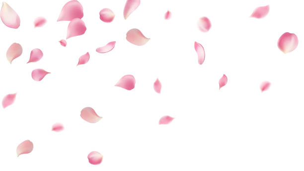 istock Rose petals or sakura flying petals, romantic background with realistic pink cherry flower petals flow or falling motion. Love, romance, floral spring season,cherry blossom 2164559839