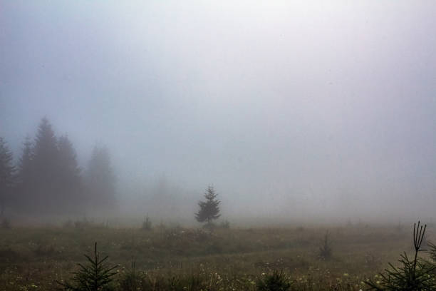 Landscapes - Macro  - Forest - Europe, Romania