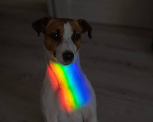 istock Rainbow rays on the muzzle of a Jack Russell Terrier dog. 2164560358