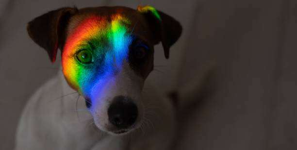 istock Rainbow rays on the muzzle of a Jack Russell Terrier dog. 2164560409