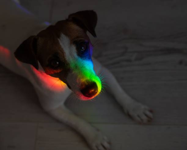 istock Rainbow rays on the muzzle of a Jack Russell Terrier dog. 2164560450