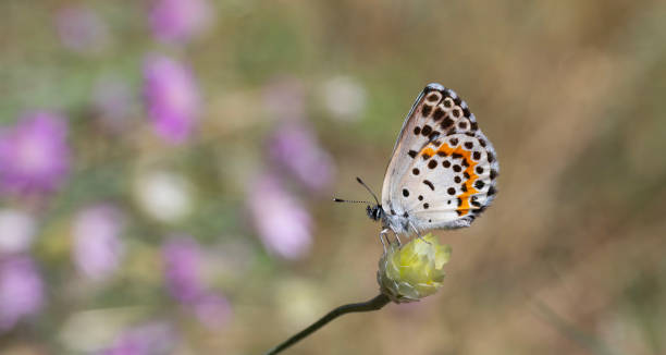 istock Scolitantides orion 2164560798