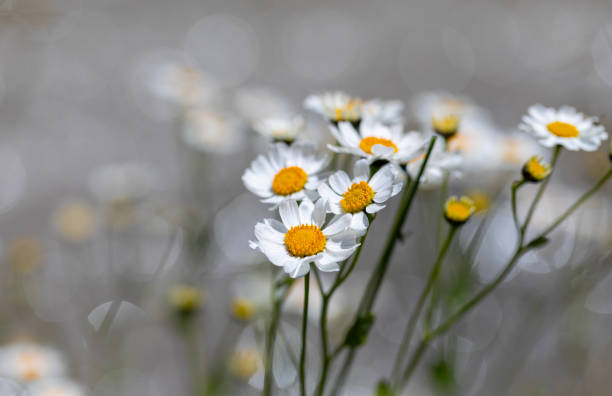 istock daisies and bokeh 2164560818
