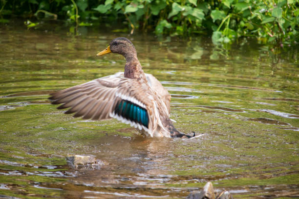 A male mallard duck flapping its wings in the clear river water.