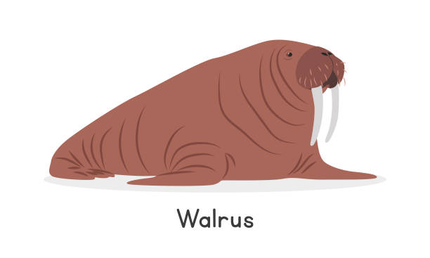 walrus-vector-illustration-