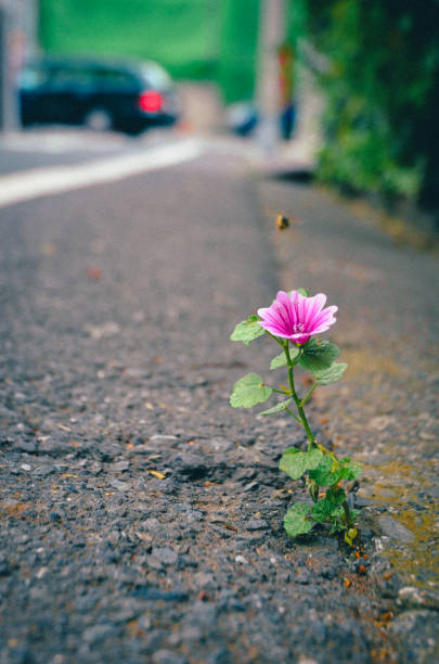 A single flower and bee blooming through a gap in the concrete.