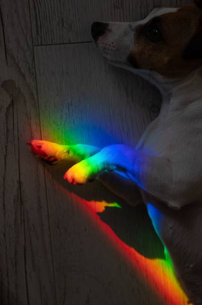 istock Rays of a rainbow on a lying dog Jack Russell Terrier. 2164561594