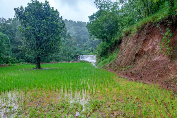 istock Monsoon Season India 2164563703