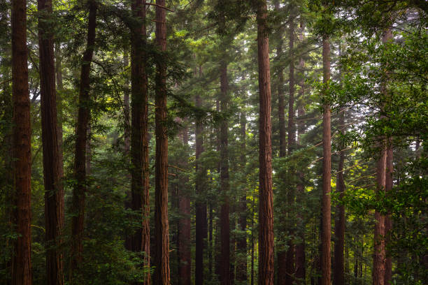 Beautiful Morning in Redwood Forest