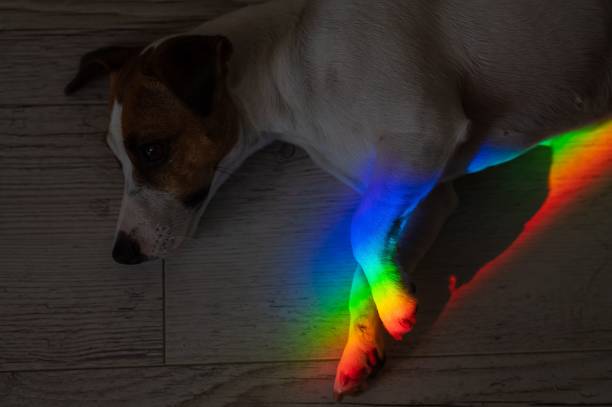 Rays of a rainbow on a lying dog Jack Russell Terrier.