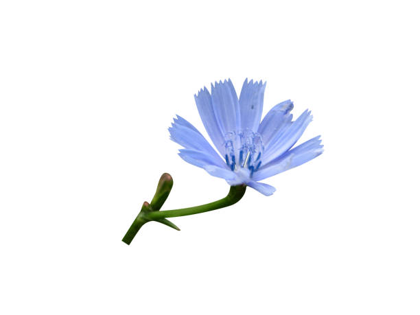 Cichorium intybus flowers on white background