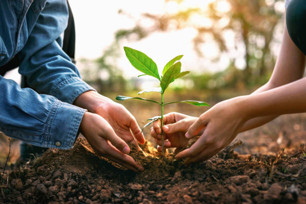 istock Two people are planting a tree together 2164565904