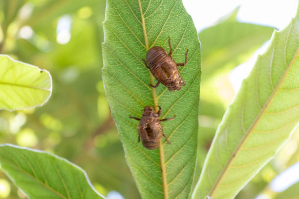Cicada shells on the back of a green leaf