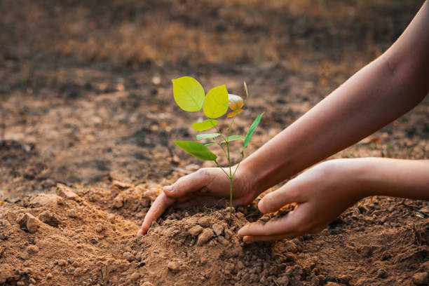 istock person is planting a tree in the dirt 2164566508