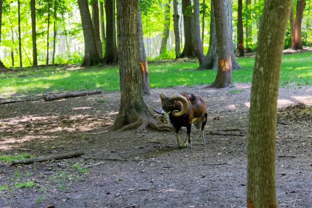 The European mouflon (Ovis orientalis musimon) in game reserve.Male mouflon are known as rams.