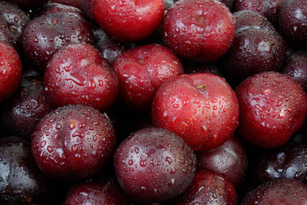 istock Plums fruits with water drops as background. 2164567594