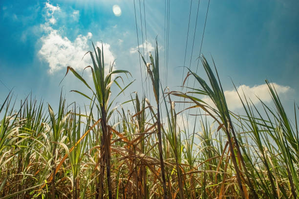 istock Lush green sugarcane plants towering under a bright blue sky, with power lines crossing overhead. 2164567811