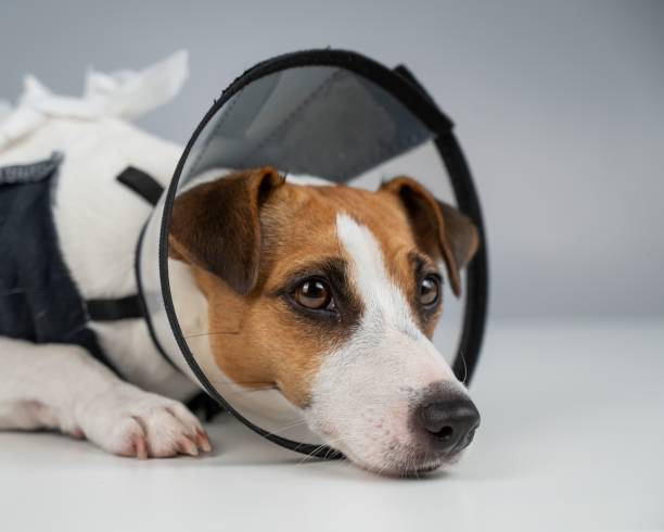istock Sad dog jack russell terrier in a blanket and a cone collar after surgery. 2164568143