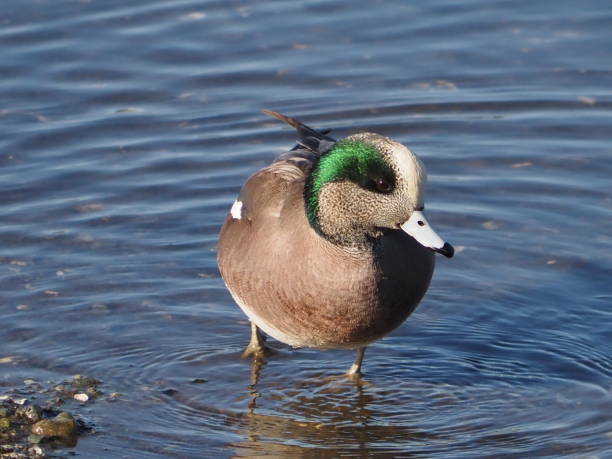 istock American Wigeon 2164569981