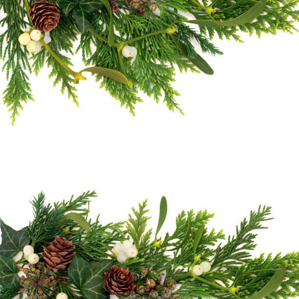 istock Winter Solstice Greenery Nature Christmas Background 2164570257