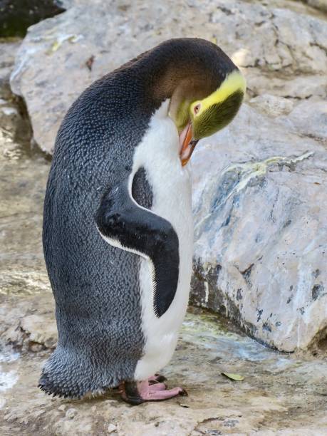istock The Yellow-eyed Penguin 2164570305