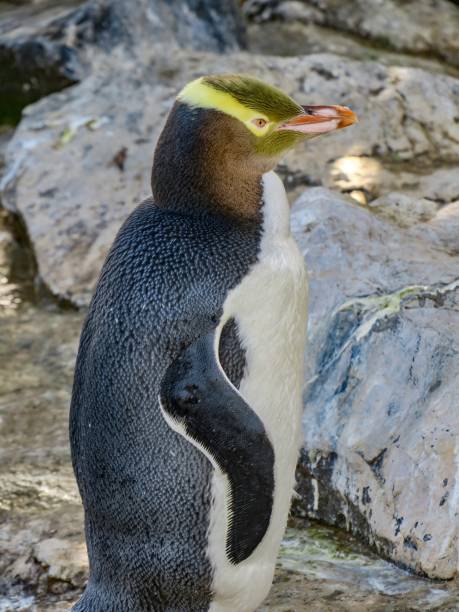 istock The Yellow-eyed Penguin 2164570544