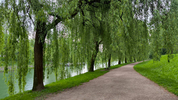 istock weeping willow trees growing by the Ljubljanica river in spring 2164570808