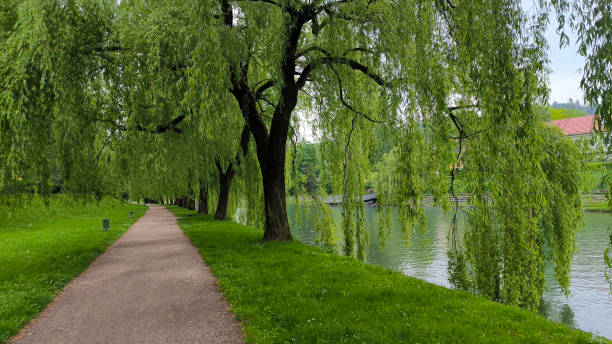 istock weeping willow trees growing by the Ljubljanica river in spring 2164570899