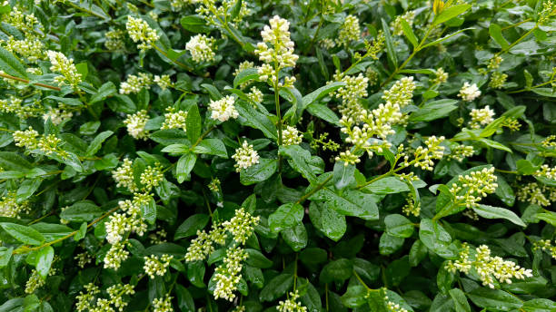 istock European privet bush in blossom 2164571642